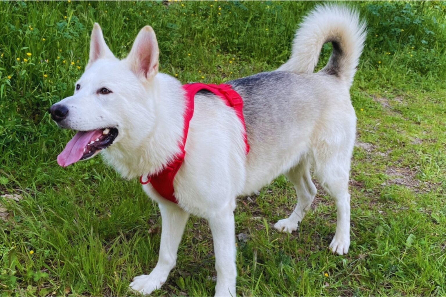 4 3 ¿Cuántas veces al día hay que pasear a tu perro? Guía completa según su edad y energía ¿Cuántas veces al día pasear a tu perro?
