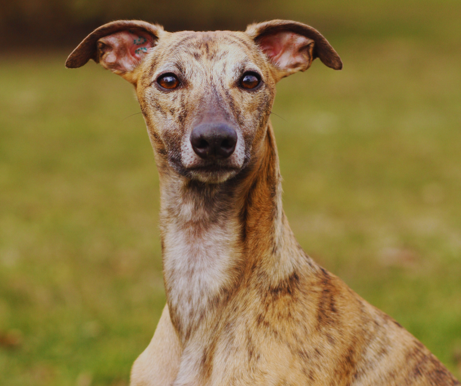 ADN CANINO 1 ADN canino: cómo el estudio genético de más de 800 perros en España puede mejorar su salud adn canino 1