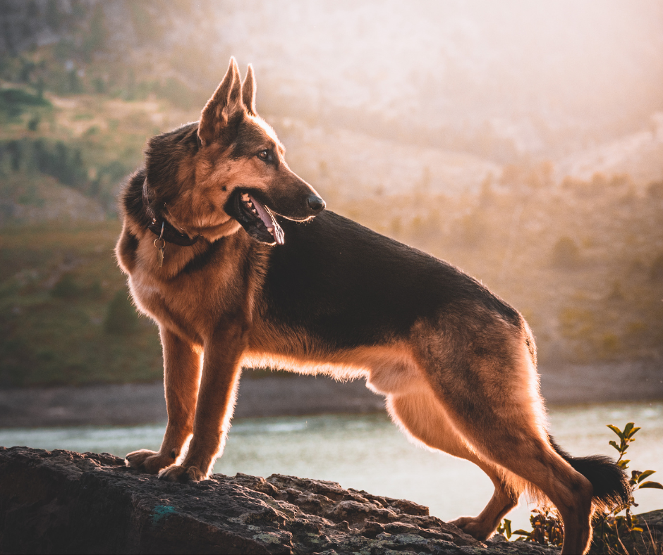 ADN CANINO ADN canino: cómo el estudio genético de más de 800 perros en España puede mejorar su salud adn canino