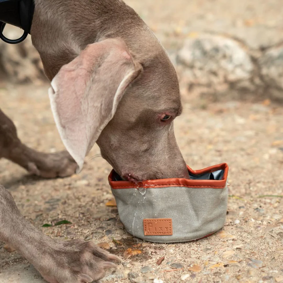 Bebedero plegable 2 Bebedero plegable para perro - Gris bebedero plegable 2