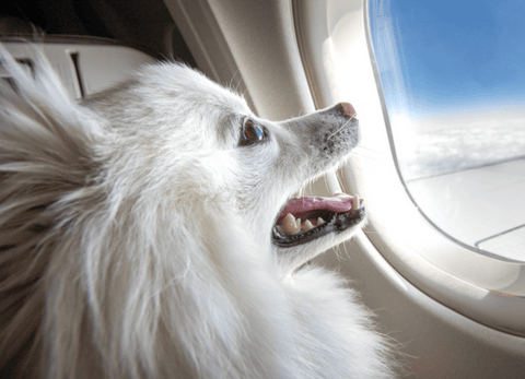 Captura de pantalla 2024 07 Viajar con perros