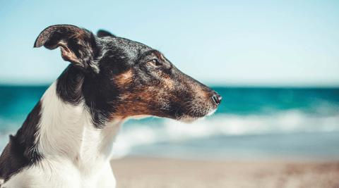 Viajar con perros