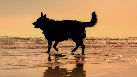 Captura de pantalla 2024 07 Mejores playas para perros en España Playas para perros