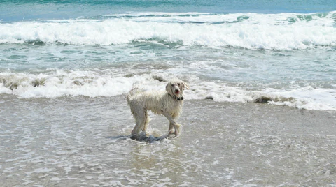 Captura de pantalla 2024 07 Mejores playas para perros en España Playas para perros