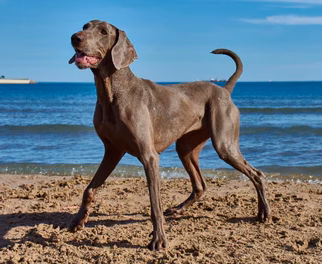 Captura de pantalla 2024 07 Mejores playas para perros en España playas de perros