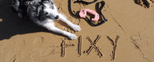 FIXY