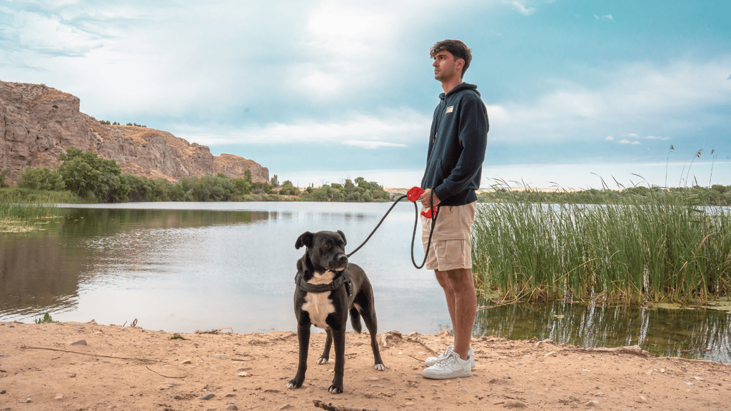 Paseos seguros con tu perro