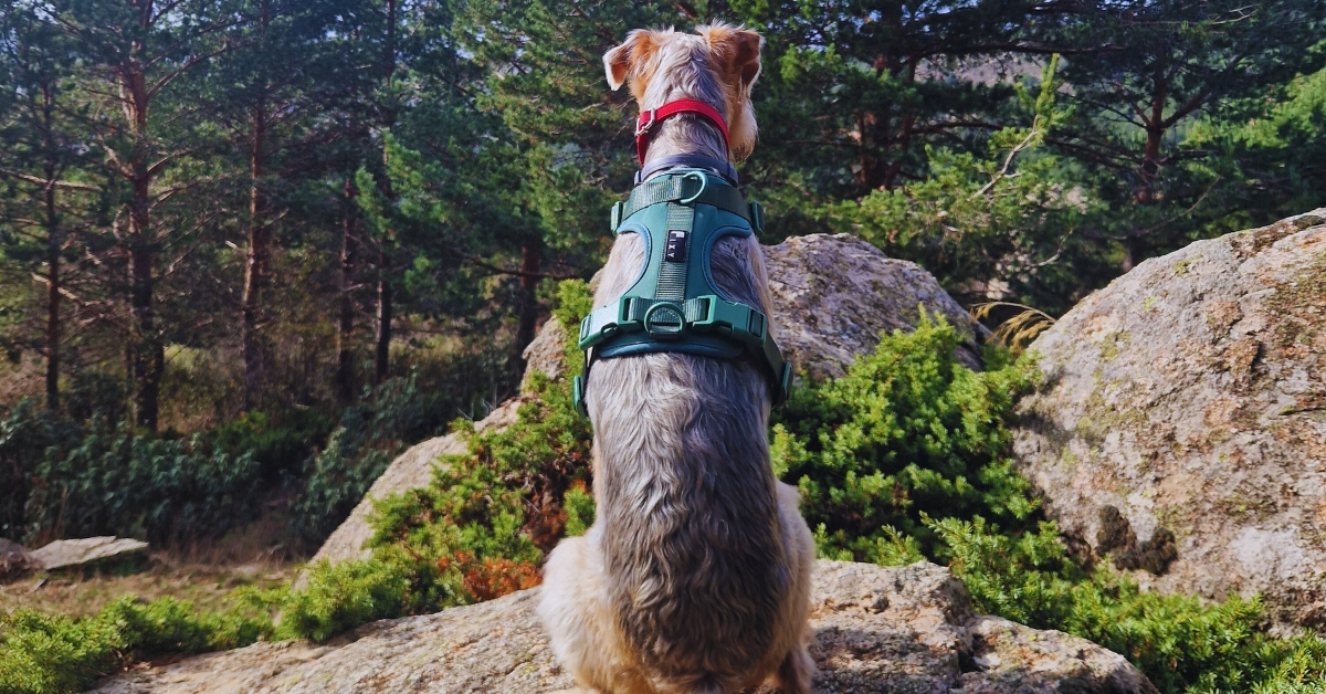 rutas pet-friendly en Madrid