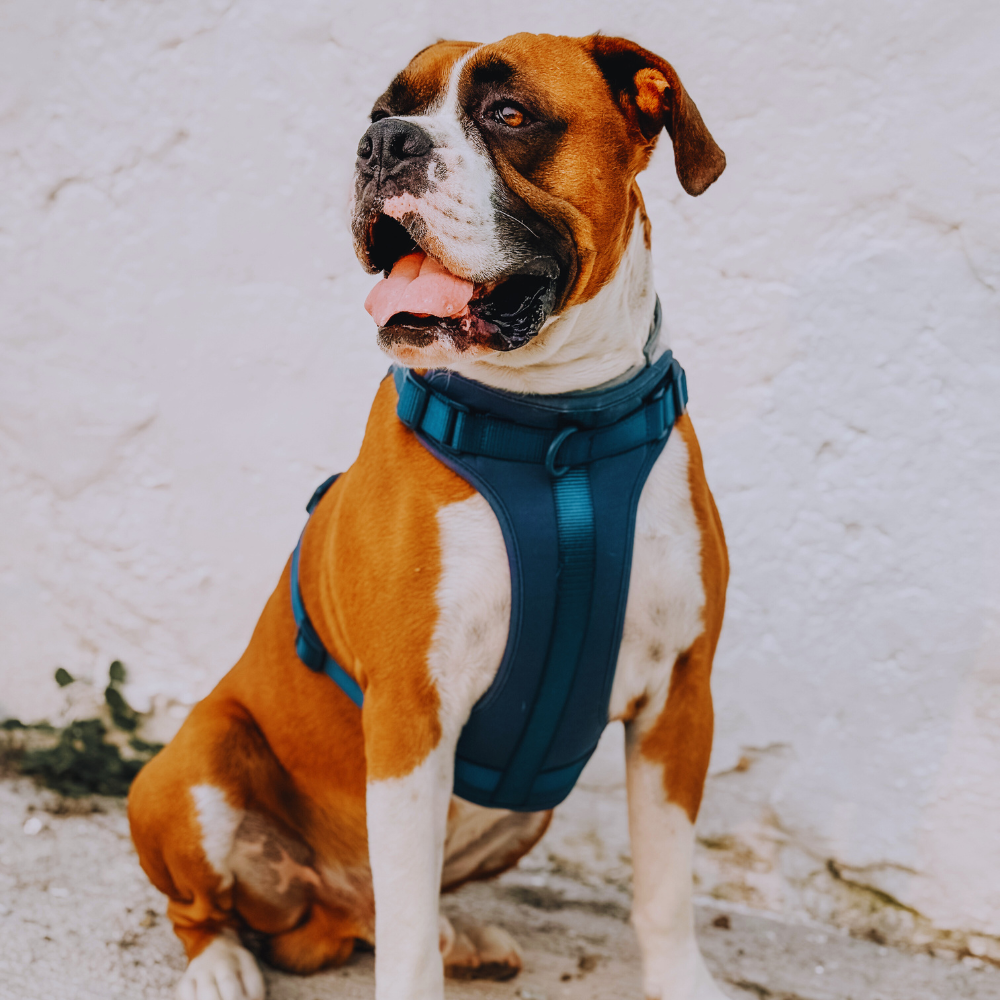 arnes azul perro 1 Arnés para perro - Azul arnés azul perro 1