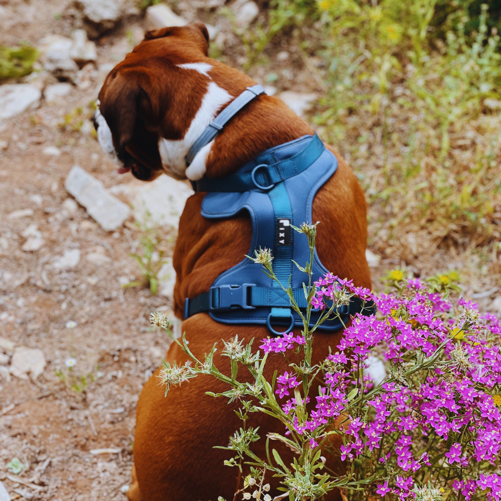 arnes azul perro 2 Arnés para perro - Azul arnés azul perro 2