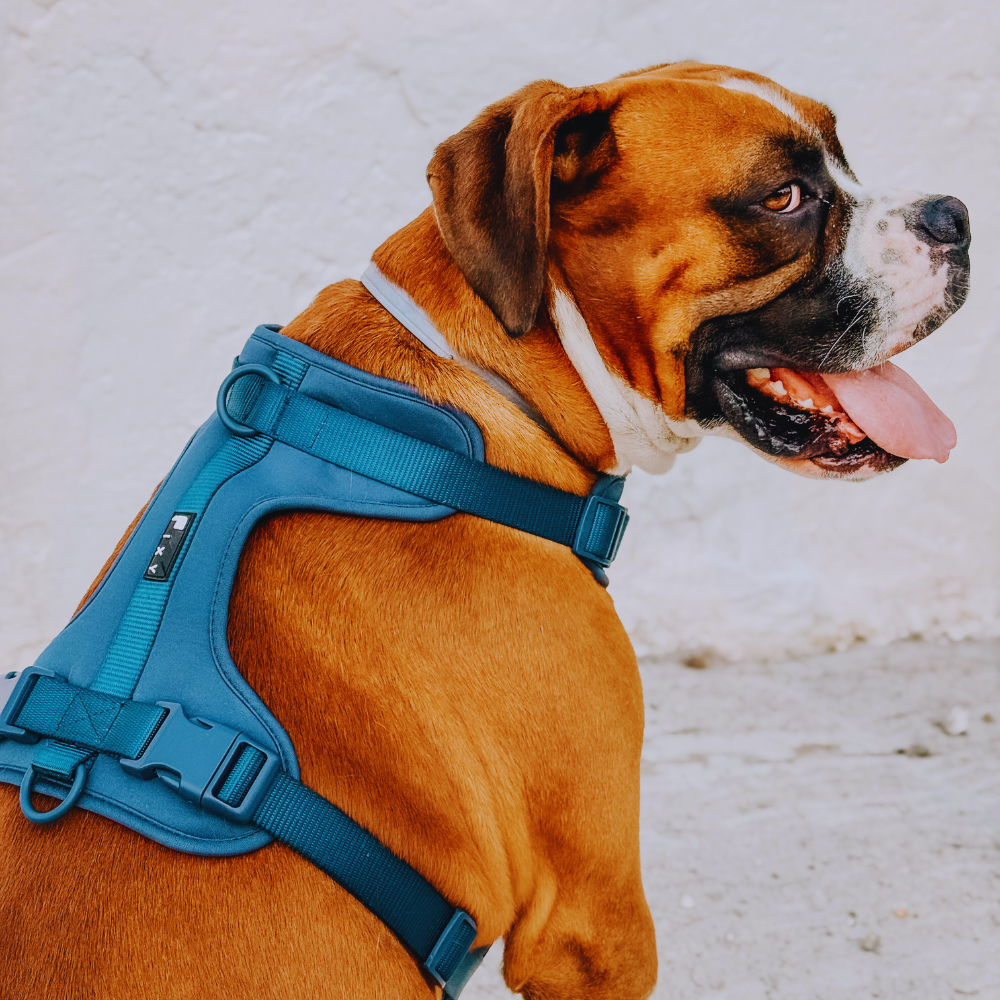 arnes azul perro 3 Arnés para perro - Azul arnés azul perro 3