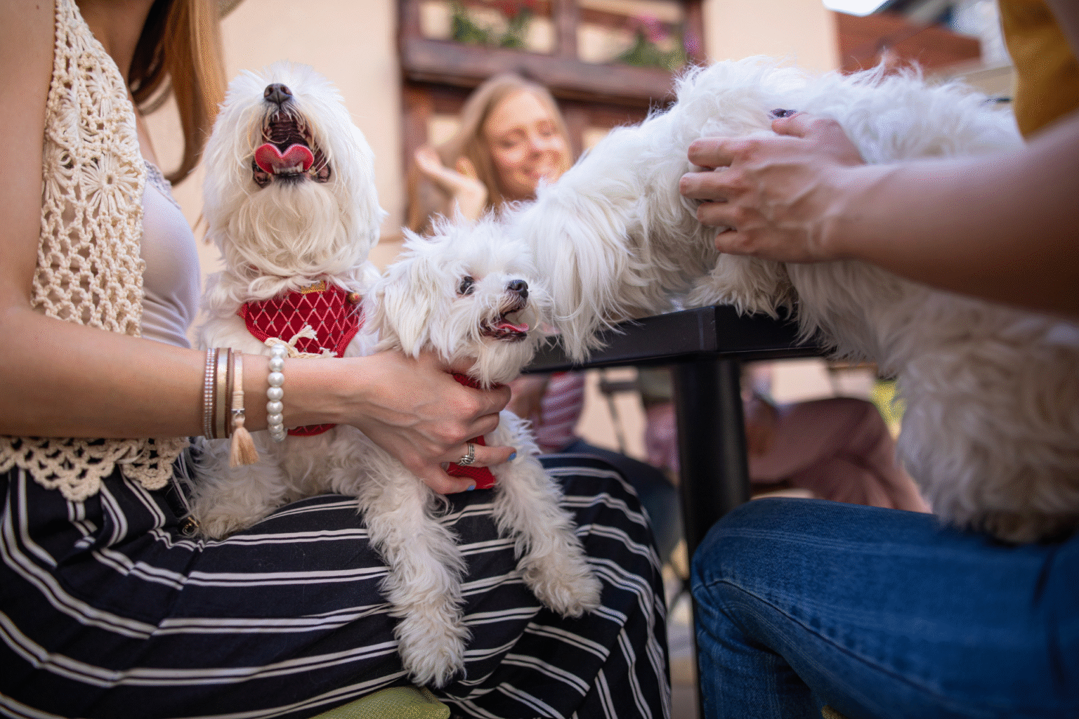cafe petfriendly dogs