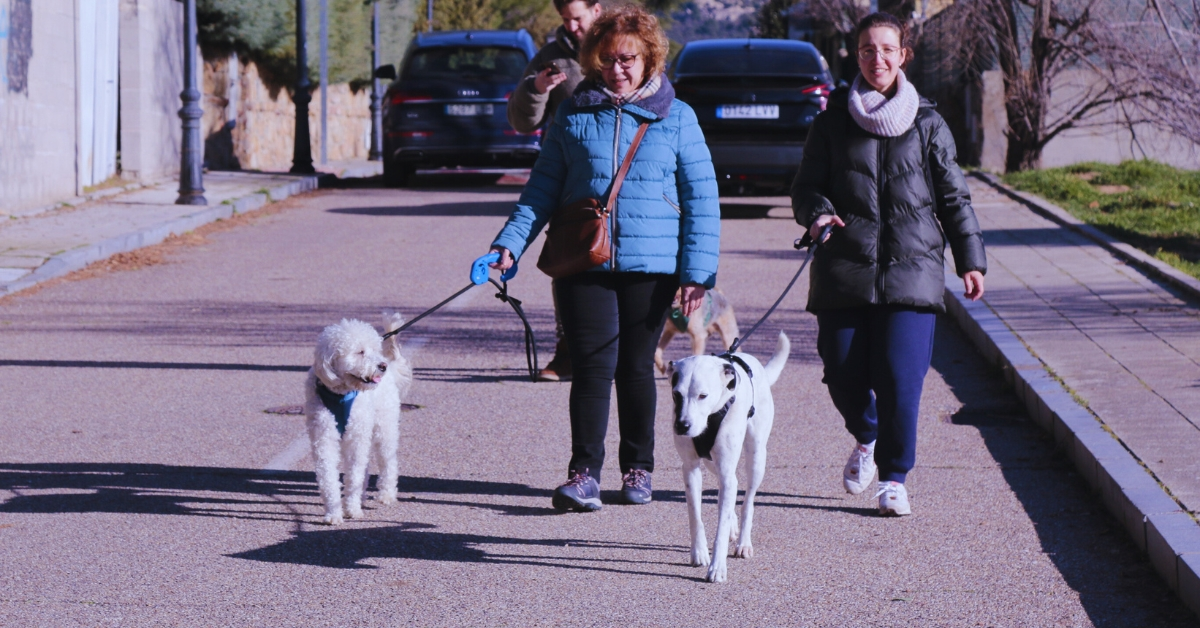 perro en la ciudad