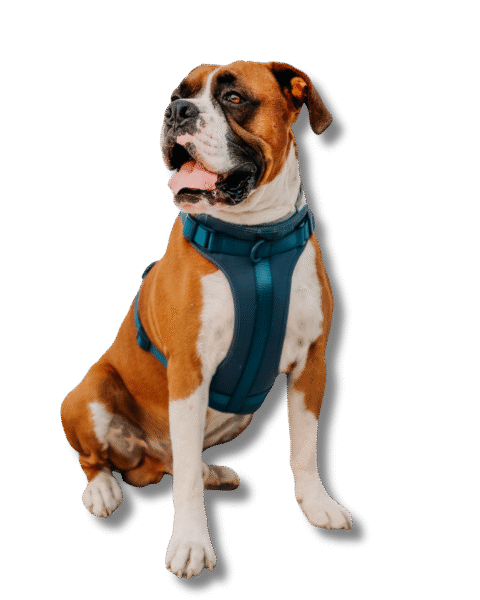 perro FIXY con arnes en h ¿QUIERES TENER FIXY EN TU TIENDA? perro fixy con arnés en h